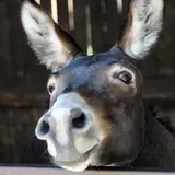 lustydonkey