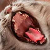 Lahma